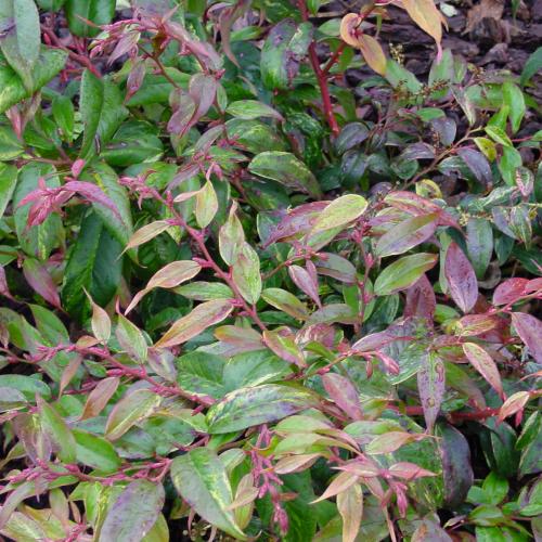 Leucothoe axillaris Little Flames