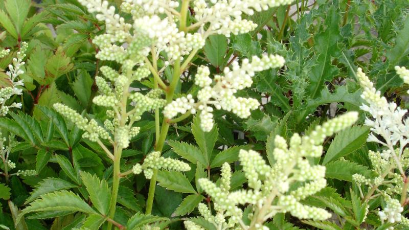 Astilbe (J) Deutschland