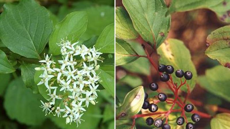 Cornus sanguinea +1P PF