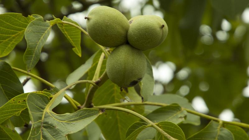Juglans regia Broadview