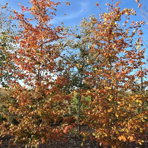 Carpinis betulus Rockhampton red 18 20 branchu depuis la base