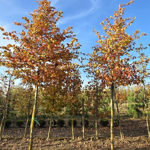 Carpinus betulus Rockhampton sur tronc 18 20
