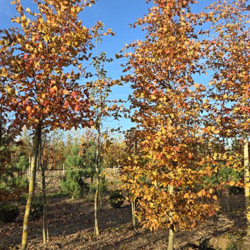 Carpinis betulus Rockhampton red 18 20 branchu depuis la base et sur tronc