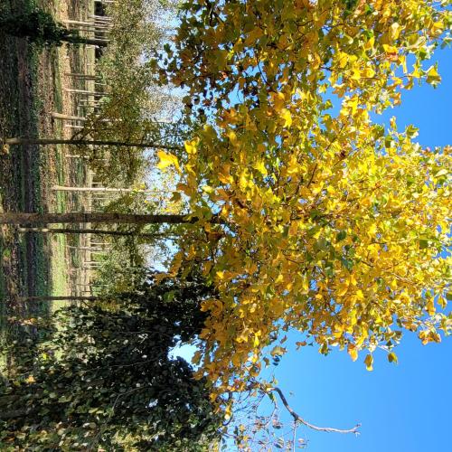 Liriodendron tulipifera 25/30