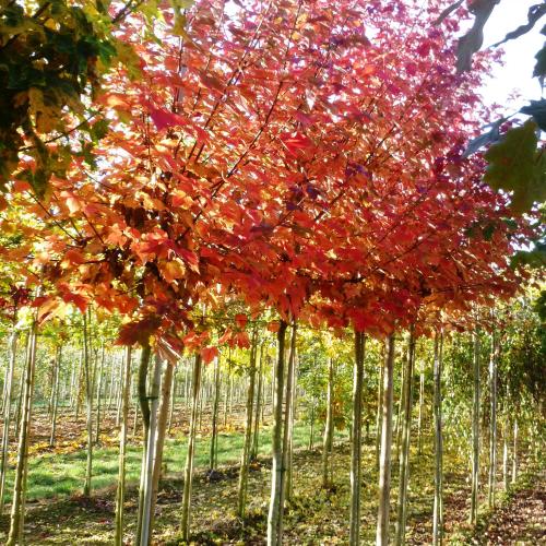 Acer rubrum October Glory 18/20