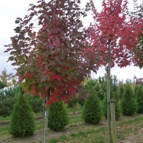 Acer rubrum October Glory 16/18