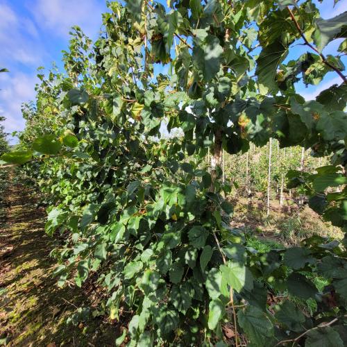 Corylus colurna 8/10