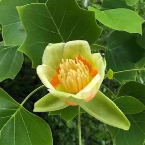 floraison du tulipier