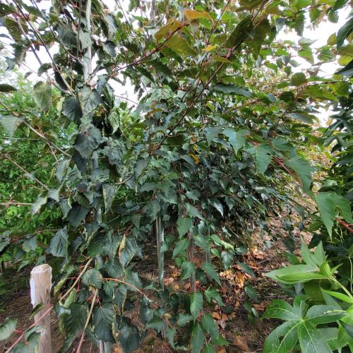 Acer davidii lot 8/10