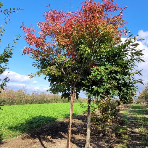 Acer griseum arbre 20/25