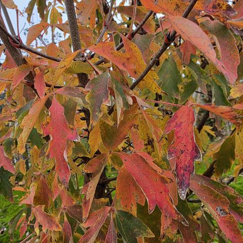 Acer griseum feuillage d'automne