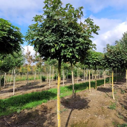 Acer platanoides G 18 20