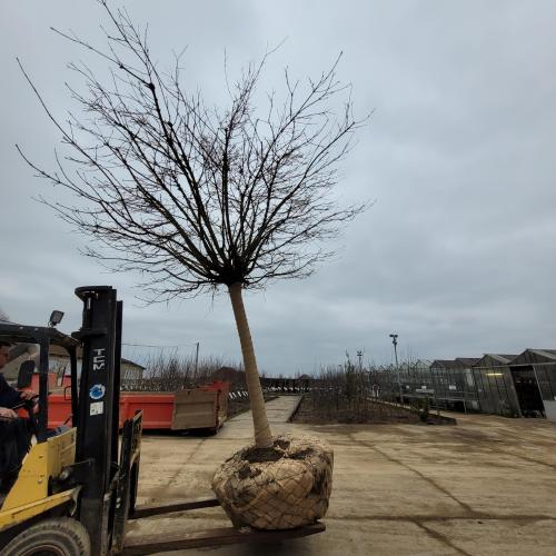 Acer platanoides Globosum 40/45