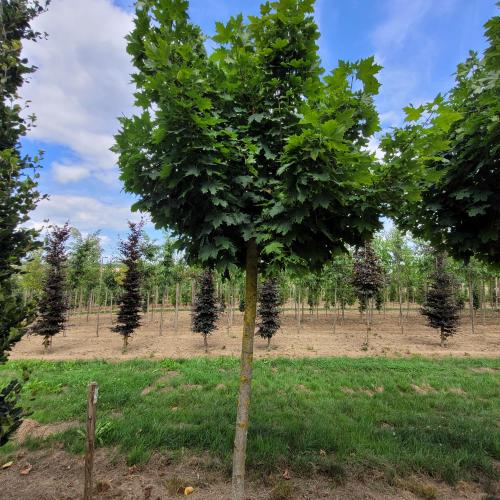 Acer platanoïdes Globosum  18/20