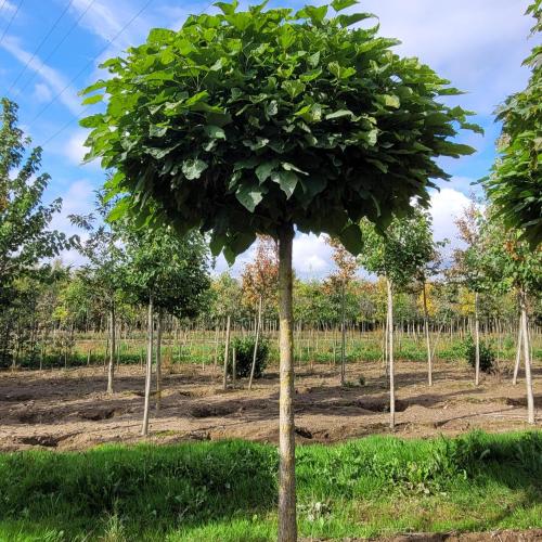 Catalpa bi. Nana 18/20