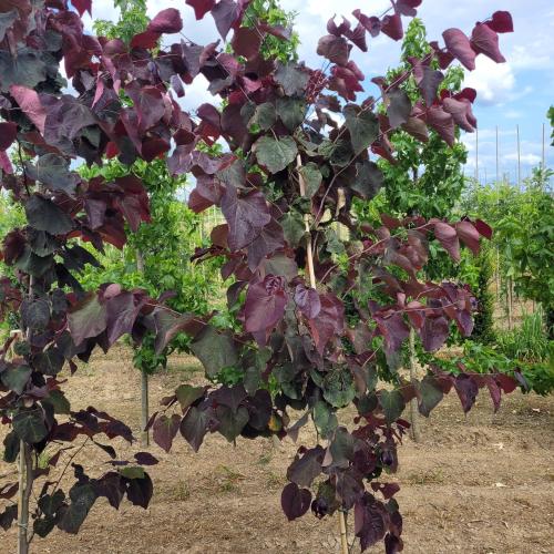 Cercis canadensis Forest Pansy feuillage