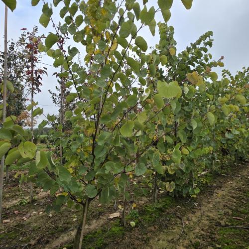 Cercis siliquastrum baliveau 200/250