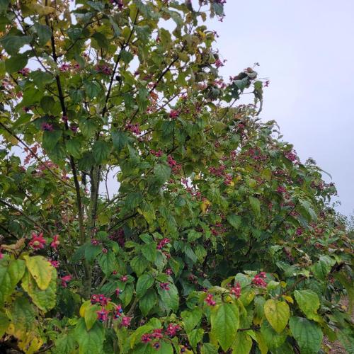 Clerodendron tr arbuste 200/250