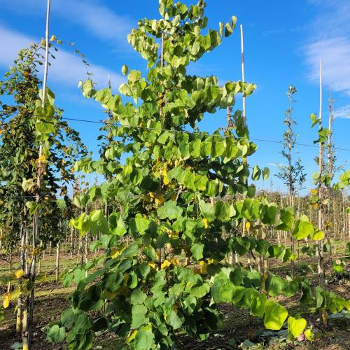 Cercis c Royal White été