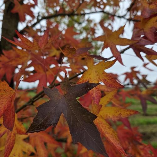 Liquidambar styraciflua Worsplesdon feuillage d'automne