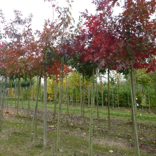 Quercus coccinea Splendens 16/18