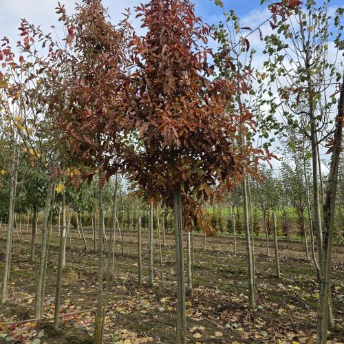 Quercus imbricaria hiver
