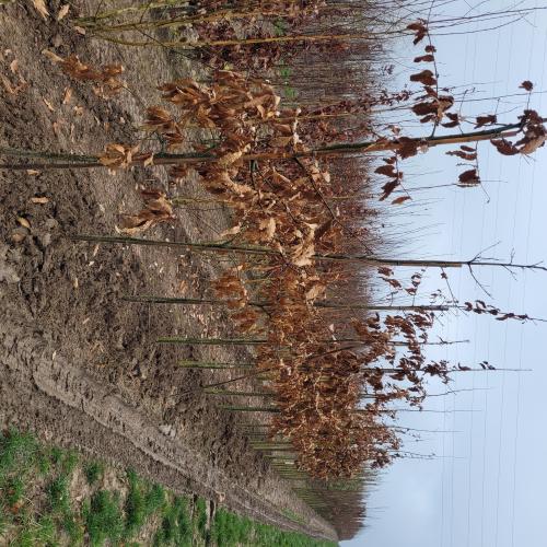 Quercus imbricaria 8/10