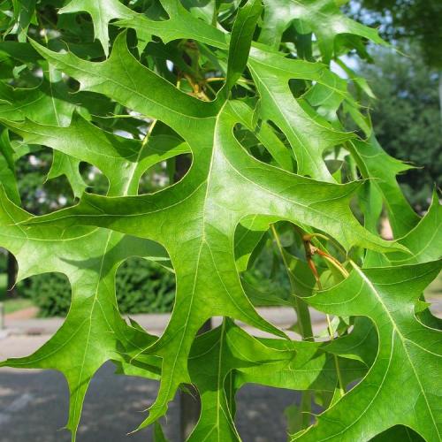 Quercus palustris été