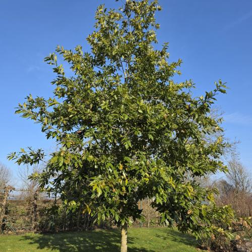 Quercus rhysophylla Maja