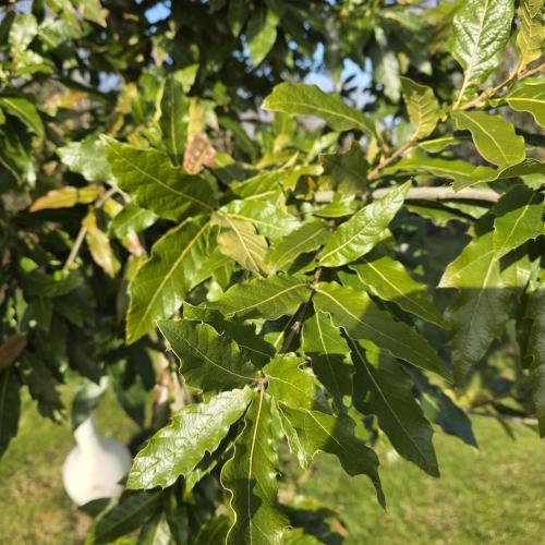 feuillage persistant