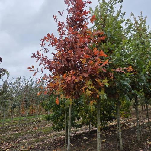 Quercus texana New Madrid 18/20