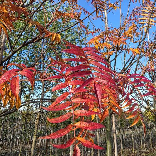 Sorbus dodong feuillage d'automne
