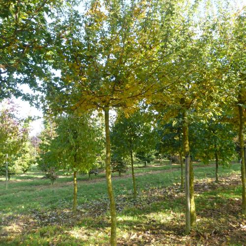 Acer campestre 25/30