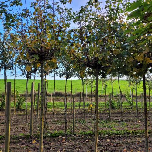 Acer pl Globosum 18/20 automne