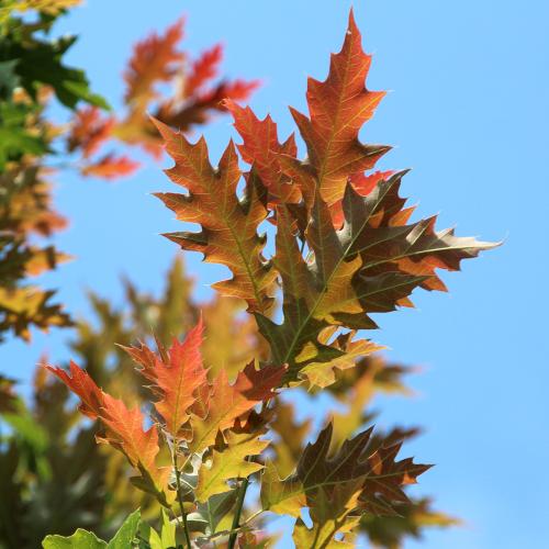 coloration d'automne