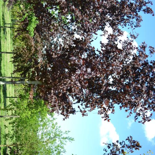 Acer platanoides Faassen's Black' 35/40