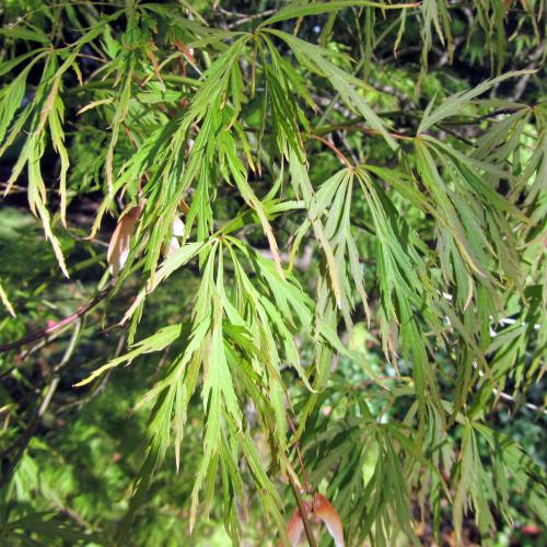 Acer palmatum Dissectum