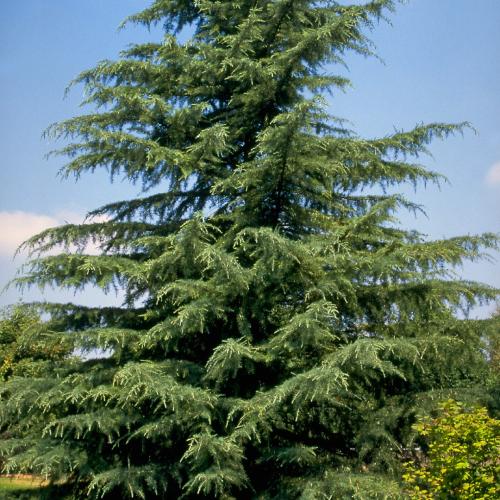Cedrus deodara