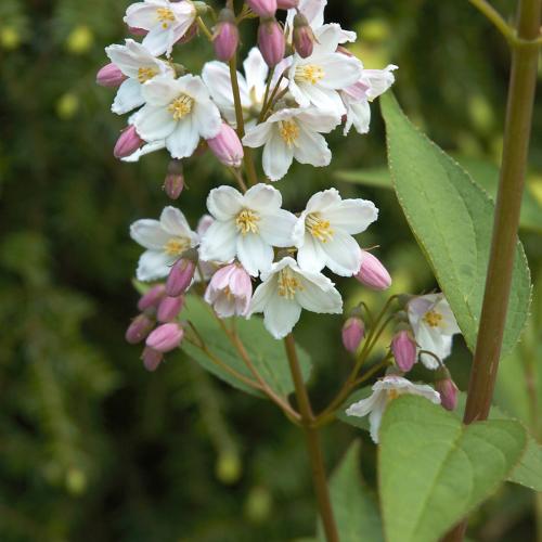 Deutzia gracilis