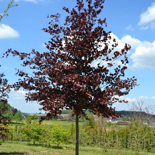 Fagus sylv. Atropunicea