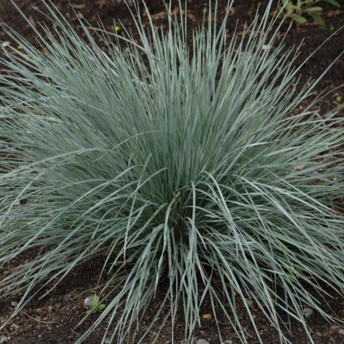 Helictotrichon sempervirens