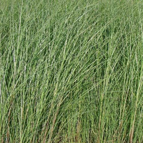 Miscanthus sin Gracillimus
