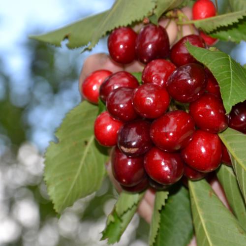 Prunus avium Marmotte