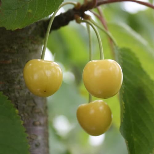 Prunus avium Jaune de Drogan
