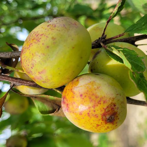 Prunus domestica Goutte d'or