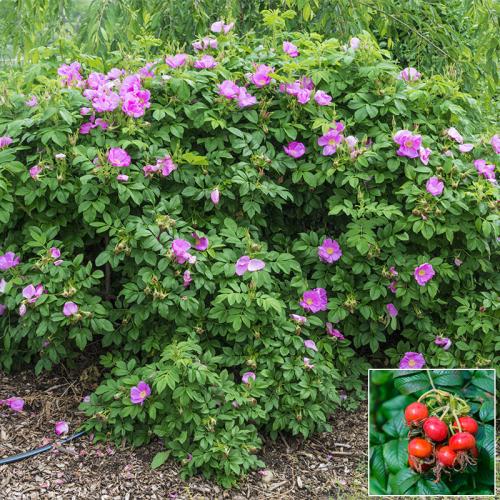 Rosa rugosa + 1P PF