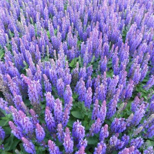 Salvia nemerosa Blue Bouquetta